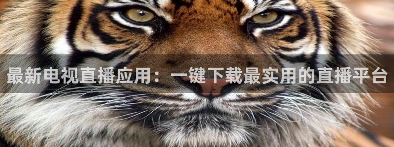 360无插件免费直播nba